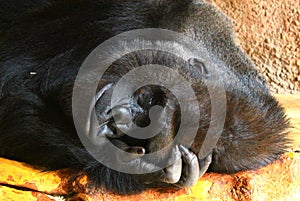 Resting male gorilla