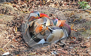 Resting Male Mandarin Duck