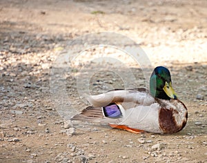 Resting Mallard Duck