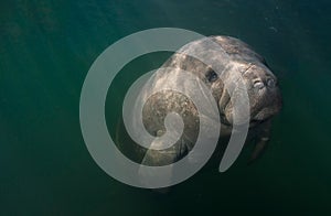 Resting Manatee Close-up