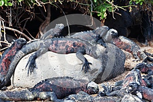 Resting Marine Iguana  Amblyrhynchus cristatus  in the Galapagos