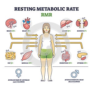 Resting metabolic rate or RMR as body calories consumption outline diagram