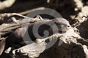 Resting Oriental small-clawed otter, Amblonyx cinerea