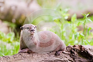 Resting Otter