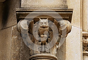 Resting owl with eyes closed on the capital