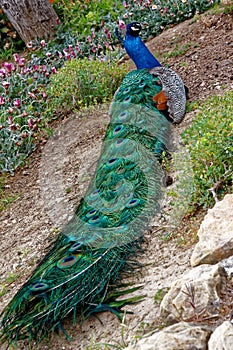 Resting Peacock in Parque De La Paloma, Benalmadena, Spain
