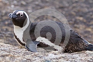 Resting Penguin, Boulders Beach