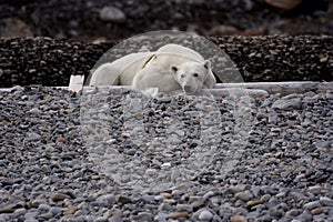 Resting polar bear