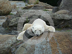 Resting polar bear