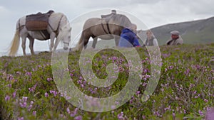 Resting With Ponies | Highland Trekking, Scotland