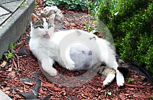 Resting Pregnant cat sprawled on the Ground