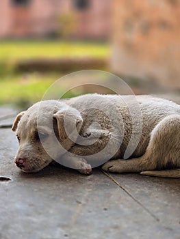 Resting Puppy â Innocence and Serenity photo
