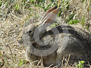 Resting rabbit on the prairie