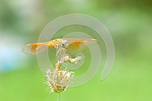 Resting red dragonfly on flower