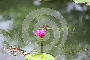 Resting red dragonfly on pink Waterlily ripples