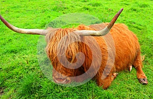 The resting red highland cow,Scotland