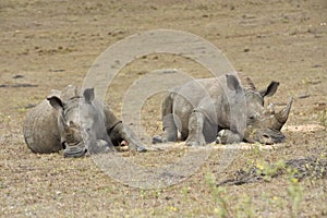 Resting Rhino