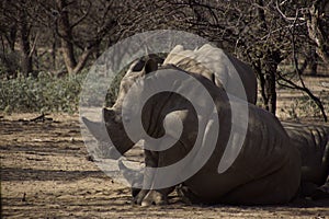 Resting Rhinoceroses in Natural Habitat photo