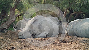 Resting rhinos in natural habitat