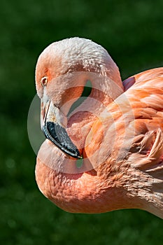 Resting rosy Chilean flamingo at sunset portrait, closeup, details