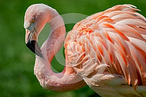 Resting rosy Chilean flamingo at sunset portrait, closeup, details