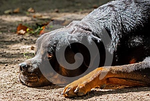 Resting rottweiler, mensbestfriend, dog, mansbestfriend, animal, pet, breedRottweiler in the garden photo