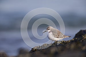 A resting sanderling perched on a rock along the Dutch coast in the winter at the North Sea.