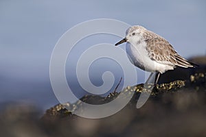 A resting sanderling perched on a rock along the Dutch coast in the winter at the North Sea.