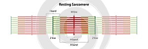 Resting Sarcomere.