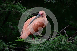 Resting Scarlett Ibis on a branch.