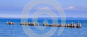 Resting Sea Gulls In Lake Superior