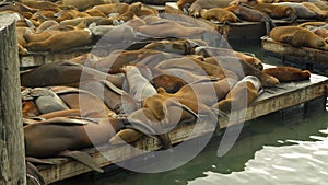Resting Sea Lions on the Docks of Pier 39, Medium Shot with Diagonal View