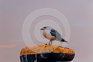 Resting seagull at the aquatory of the port of Klaipeda, Lithuania photo