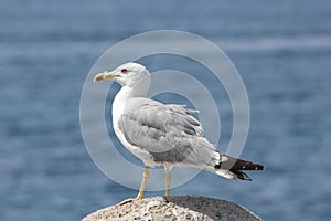 Resting seagull