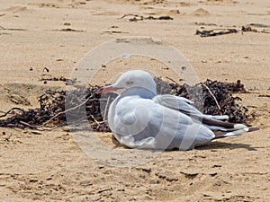 Resting seagull - Torquay