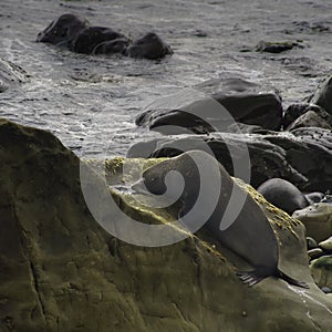 Resting seal in Ohau Stream New Zealand