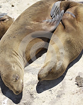 Resting Seals