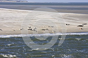 Resting seals between Terschelling and Ameland photo