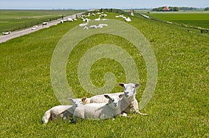 Resting sheep on Frisian seawall on the North Sea