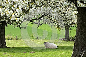 Resting sheep in fruityard in full blossom