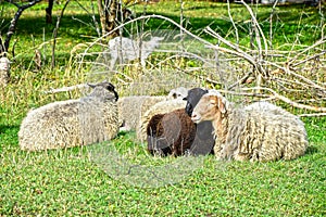 Resting sheep in Gorenki estate in Balashikha near Moscow, Russia