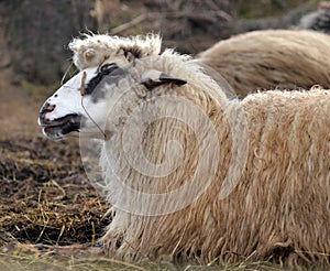 Resting sheep