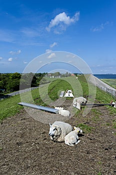 Sheep at Texel