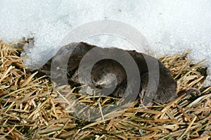 Resting Short-Tail Shrew photo