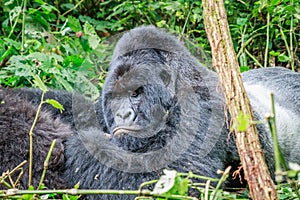 Resting Silverback Mountain gorilla.