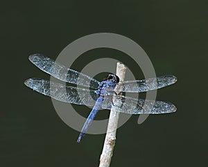 Resting slaty skimmer Libellula incesta dragonfly photo