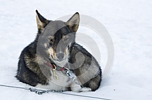 Resting sledge dog