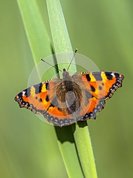 Resting Small tortoiseshell