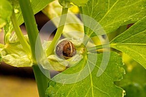 Snail Shell on a Leaf 01