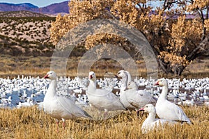 Resting Snow Geese